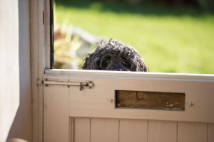 Dog peeping over a stable door